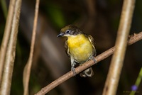   Indicatoridae